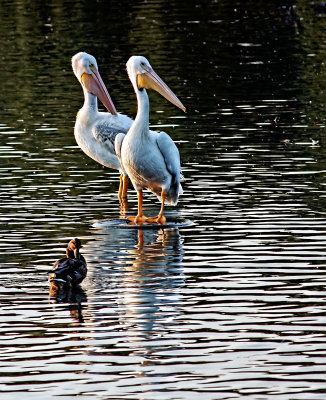 PELICANS AND REFLECTIVE WATER