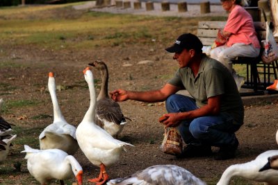 FATHER GOOSE