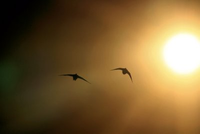 FLYING IN