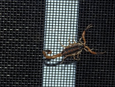 SCORPION ON THE WINDOW SCREEN