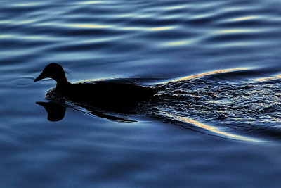 TRANSITIONING THROUGH THE WATER