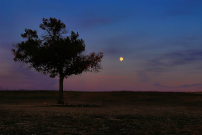 A TREE AND THE MOON