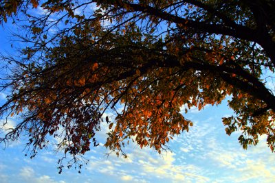 LEAVES ARE STARTING TO CHANGE