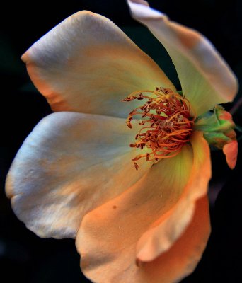 NATURE - A ROSE FROM MY GARDEN NATURE