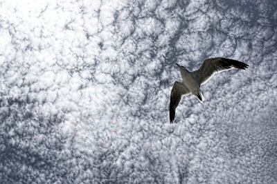 THE GULL ABOVE