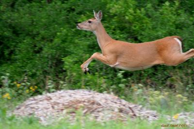 RUNNING BACK INTO THE WOODS