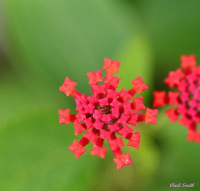 WHAT'S LEFT OF A LANTANA BLOSSOM  AFTER THE FLOWERS FALL OFF