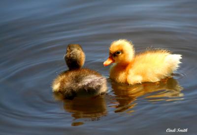 LITTLE DUCKLINGS