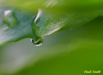 DROP ON LEAF