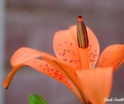 TIGERLILLY