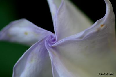 MOON FLOWER READY TO OPEN