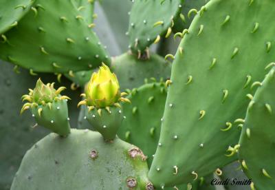 CACTUS FLOWER