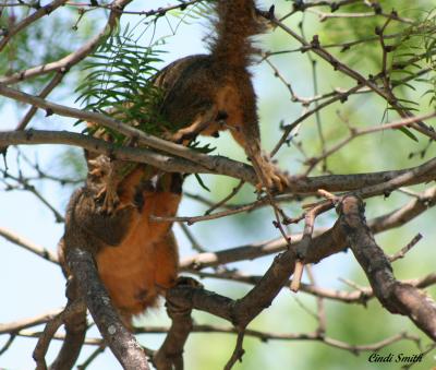 SQUIRREL FIGHT