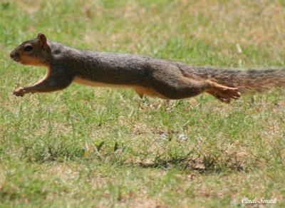 g4/27/613727/3/60778235.flyingsquirrel.jpg