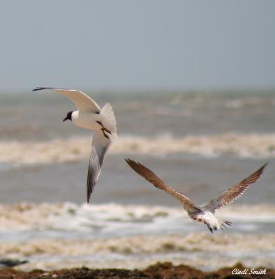 TWO DIFFERENT SEA GULLS ON THE SHORES OF THE GULF COAST