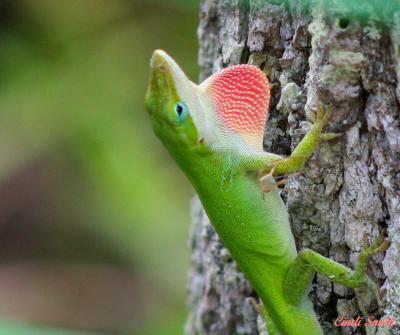 LIZARD TRYING TO FIND A GOOD WOMAN ON THIS TREE