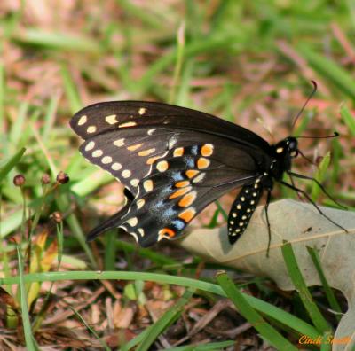 BLACK/YELLOW BUTTERFLY