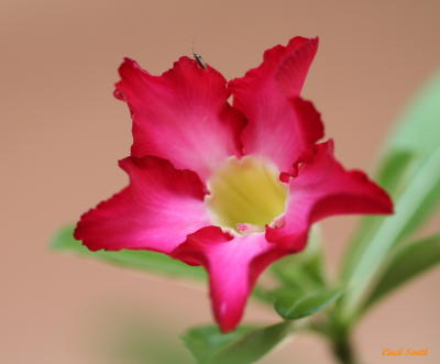DESERT ROSE