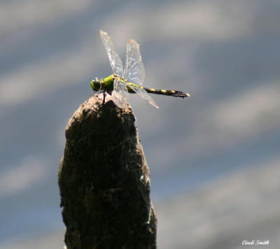 GREEN DRAGONFLY ON A CYPRESS STUMP