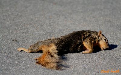 ROAD KILL