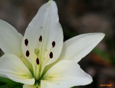 DAY LILLY