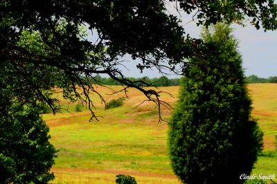 EAST TEXAS PASTURELAND
