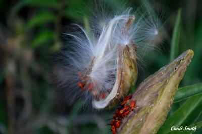 SEED OPENING WITH RED BUGS