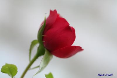 RED ROSE