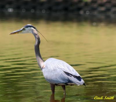 GREAT BLUE HERON II