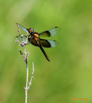 DRAGONFLY LOOKING AT ME