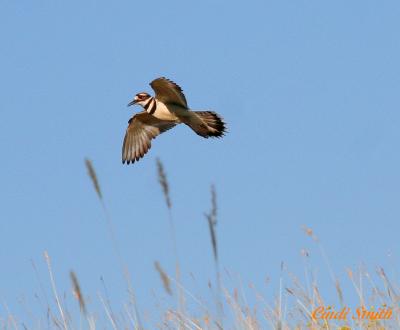 KILDEER FLYING