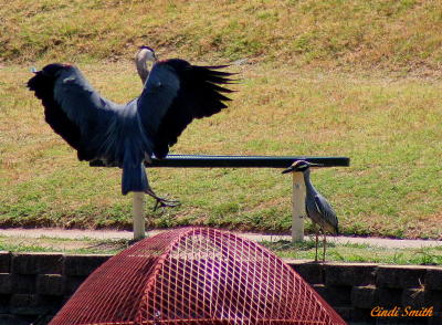 TWO DIFFERENT HERONS.....ONE SHOT