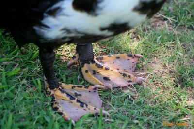 FUNKY DUCK FEET