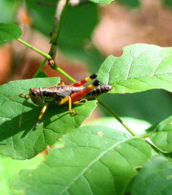 RED AND YELLOW LEGGED GRASSHOPPER