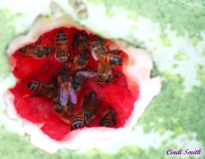 LOTS OF BEES IN A HOLE IN A WATERMELON
