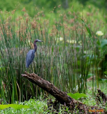 HERON IN THE MARSH