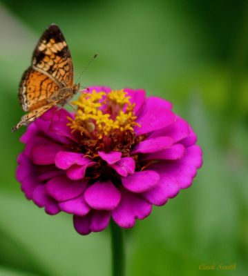 IN MY GARDEN