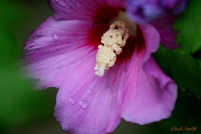 PURPLE ROSE OF SHARON