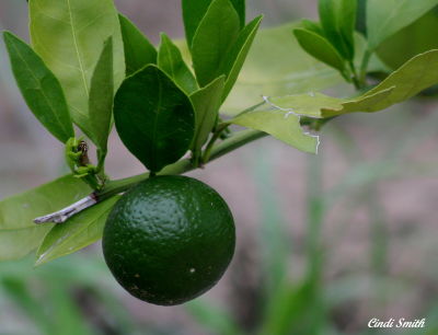 BABY TANGERINE