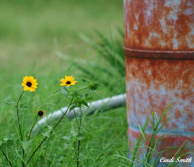 WILDFLOWERS NEXT TO A BURN BARREL