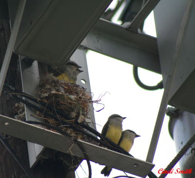 NESTING UNDER THE TRANSFORMER