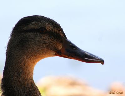 DUCK FACE