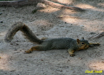 THIS SQUIRREL IS TRYING TO STAY COOL IN THE SHADE AND LAYING ON HIS BELLY!