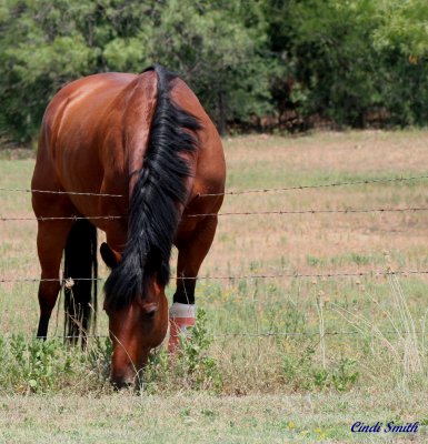 THE GRASS IS ALWAYS GREENER ON THE OTHER SIDE OF THE FENCE