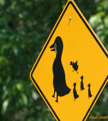 DUCK CROSSING