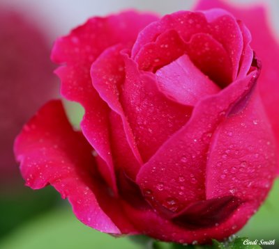 RAINDROPS ON ROSES....