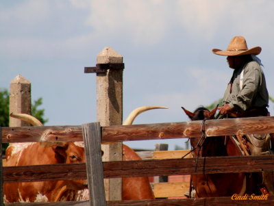 WAITING FOR THE CATTLE DRIVE TO BEGIN