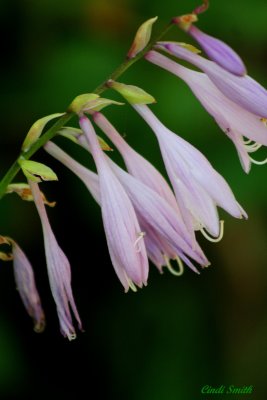 IN MY SISTER'S GARDEN