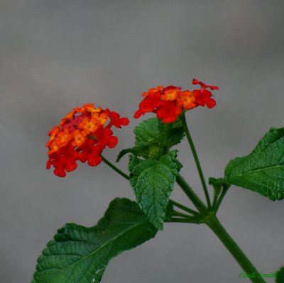 LANTANA