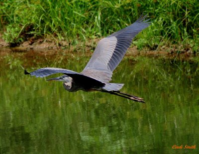 FLYING DOWN THE RIVER